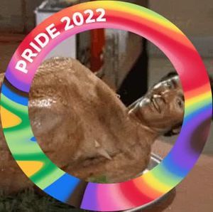 Meet your Posher, Ann